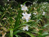 IRIS JAPONICA