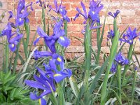 IRIS ROBUSTA