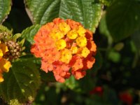 LANTANA -