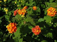 LANTANA - LANTANA CAMARA 1
