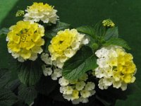 LANTANA - LANTANA CAMARA 2