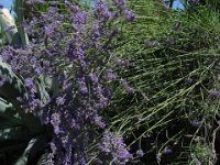 LAVANDA