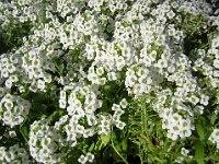 LOBULARIA - ALYSSUM MATITIMUM