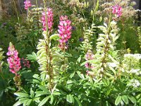 LUPINO - LUPINUS