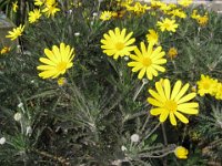 MARGHERITA GIALLA - EUROPSIS