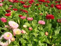 MARGHERITINE - SOPPETTA - BELLIS PERENNIS  MONSTROSA FLORE-PLENA