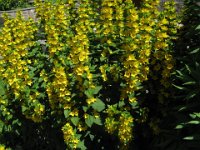 MAZZA D'ORO - LYSIMACHIA VULGARIS 1