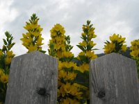 MAZZA D'ORO - LYSIMACHIA VULGARIS 2