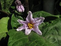 MELANZANA - SOLANUM MELOGENA