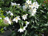 MORELLA - SOLANUM NIGRUM .