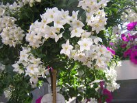 MORELLA - SOLANUM NIGRUM