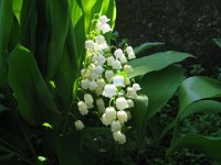 MUGHETTO - CONVALLARIA MAJALIS