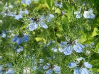 NIGELLA DAMASCENA 1 - RANUNCOLACEE