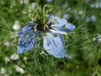 NIGELLA DAMASCENA 2
