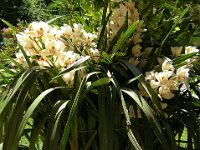 ORCHIDEA - ORCHIS 1