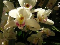 ORCHIDEA - ORCHIS 2