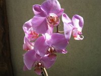 ORCHIDEA 3