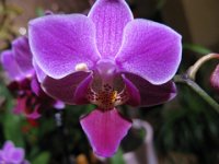ORCHIDEA 4