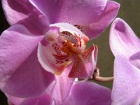 ORCHIDEA 5