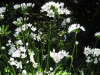 ORNITOGALLO - ORNITHOGALUM