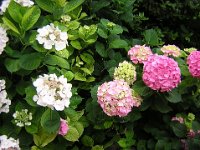 ORTENSIA - HYDRANGEA MACROPHYLLA 1