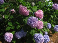 ORTENSIA - HYDRANGEA MACROPHYLLA 2