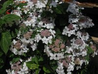 ORTENSIA - HYDRANGEA VILLOSA 1
