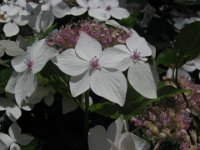 ORTENSIA - HYDRANGEA VILLOSA 2