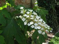 ORTENSIA QUERCIFOGLIA 3