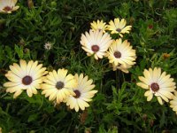 OSTEOSPERMUM