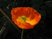 PAPAVERO ALPINO 2