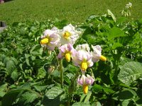 PATATA - SOLANUM TUBEROSUM 1