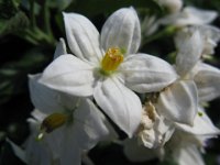 PATATA - SOLANUM TUBEROSUM 2