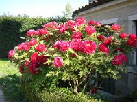 PEONIA - PAEONIA OFFICINALIS 1