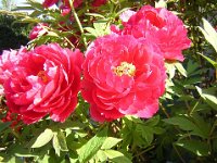 PEONIA - PAEONIA OFFICINALIS 2
