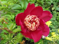 PEONIA