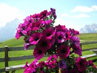 PETUNIA VIOLACEA