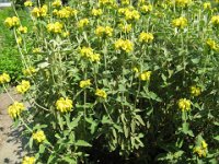PHLOMIS TUBEROSA