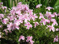PHLOX SUBULATA