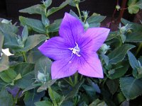 PLATYCODON GRANDIFLORA 1
