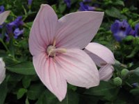 PLATYCODON GRANDIFLORA 2