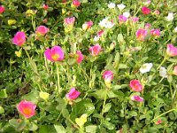 PORTULACA  OLERACEA