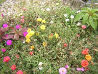 PORTULACA  SEMPLICE