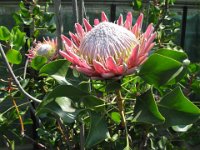 PROTEA CYNAROIDES 1