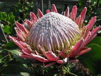 PROTEA CYNAROIDES 2