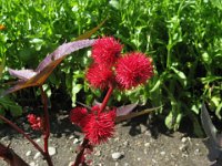 RICINO - RICINUS COMUNIS 2