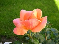 ROSA 1