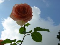 ROSA 11
