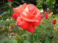ROSA 12
