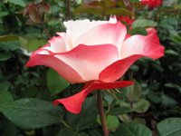 ROSA 14B